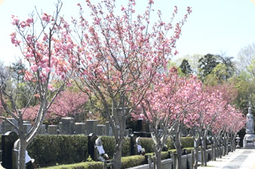 桜並木の参道1