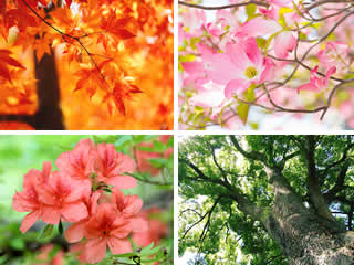 樹木や花の種類