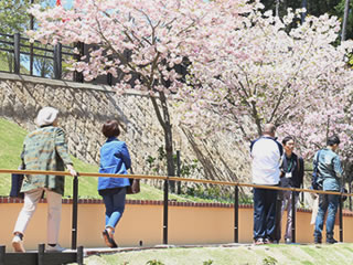 通常のお墓に近い、公園型樹木葬