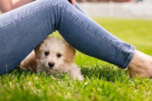 ペットの供養として樹木葬は選べる？霊園のサービスや自宅での供養について解説