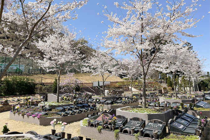 樹木葬にはどんな種類がある？墓地の種類・埋葬方法・シンボルツリーの違い