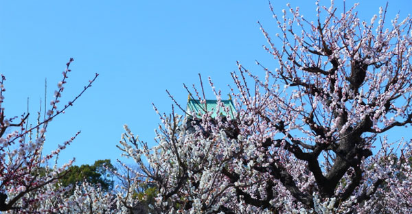 2024年お花見スポット①大阪城公園