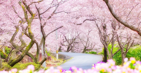 大阪でお花見に行きたい5か所の穴場スポット 春の訪れ 桜と共に故人を偲ぶ新しい習慣