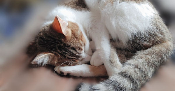 ペットが死んだときに最初にすること