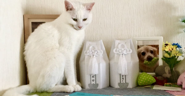 納骨棚に収蔵する