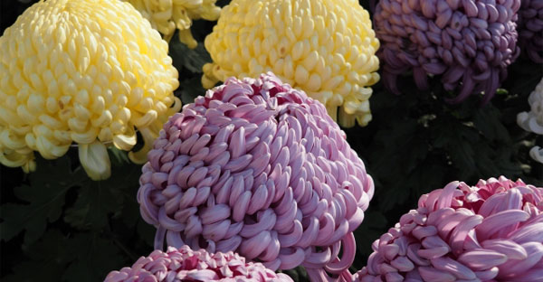 お盆で行くお墓参りで供える花は何がいい おすすめ5つの花々と選び方 選ぶ時の注意点