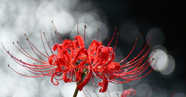 お盆の花にタブーはある？