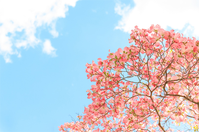 樹木葬にはハナミズキが人気なの？シンボルツリーや埋葬場所について詳しく解説