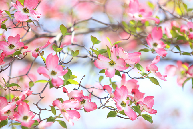 ハナミズキのイメージ画像