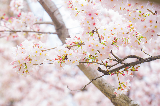 桜のイメージ画像