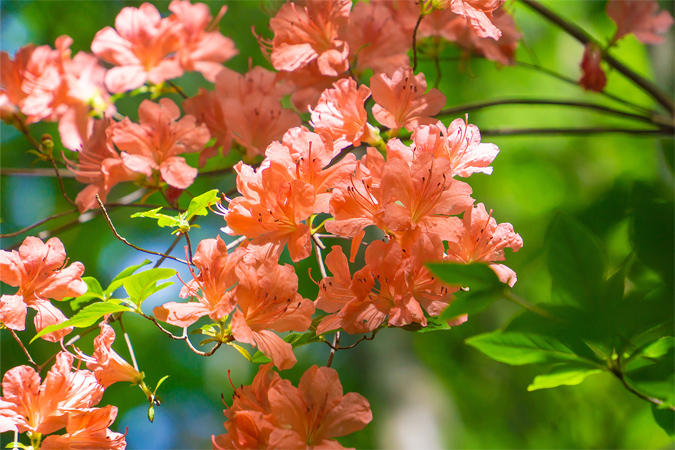 ヤマツツジのイメージ画像