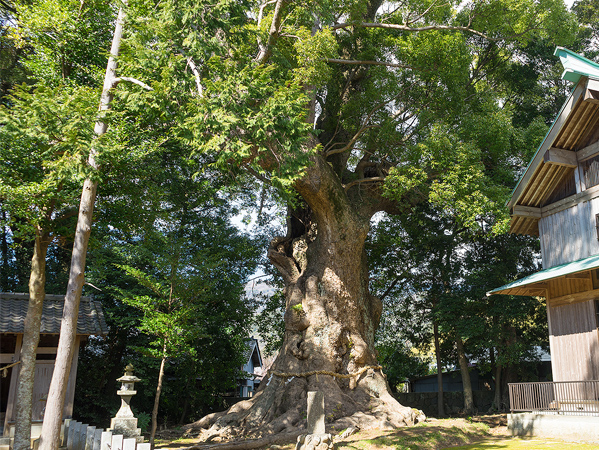 クスノキのイメージ画像