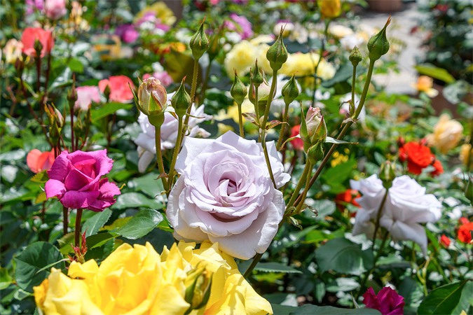 バラのイメージ画像