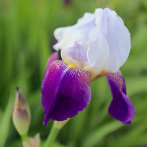 春彼岸の季節の花⑤アイリス