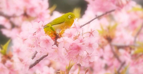 2024年お花見スポット③花園中央公園