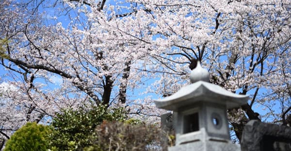 2024年のお花見、開花・満開予想は？