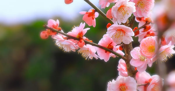 まとめ:寒中見舞いは小寒~立春に送りましょう