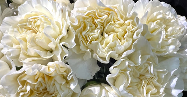 母の日の起源：アンナの白いカーネーション