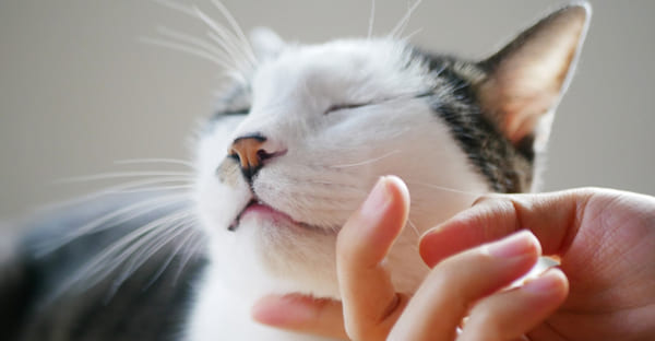 まとめ:ペットも家族。一緒に眠る場所を納得して選ぼう