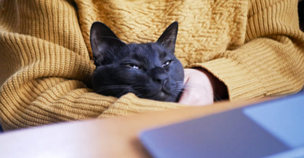 ペットと一緒に眠れるお墓を探すには?