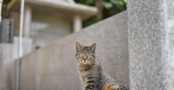 親のお墓についてよくある質問