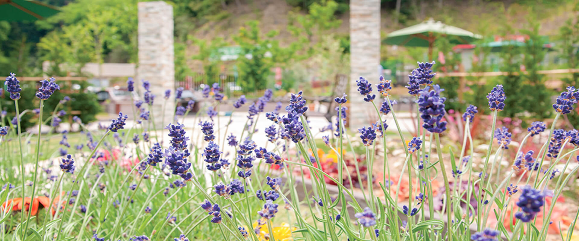 永代供養樹木葬イメージ