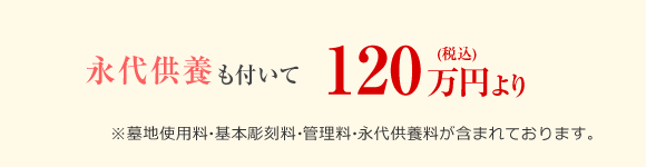 ハナミズキ 価格