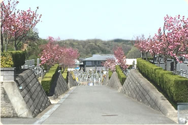 桜並木の参道2