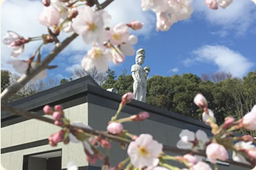 桜並木の参道3