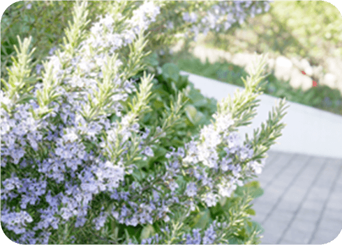 ライフガーデンのイメージ4