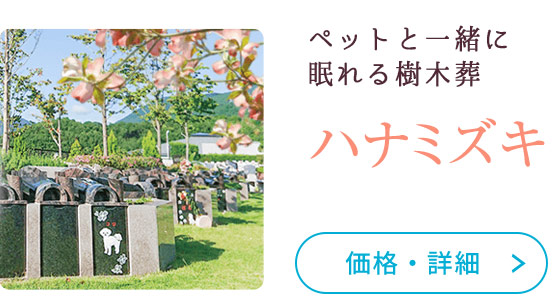 ハナミズキ
